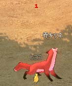 赤キツネとヒヨコが戦ってました！