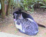 猫。