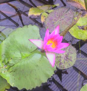 はすの花