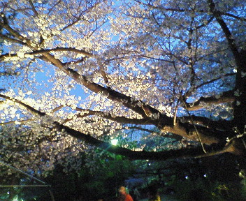 夜桜