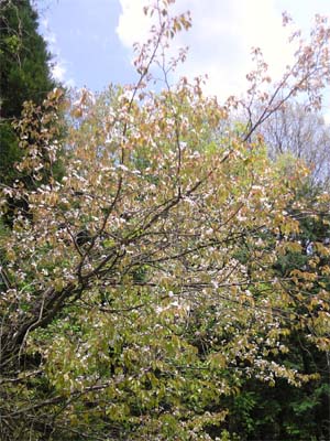 残り桜？